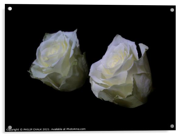 White rose reflection 411  Acrylic by PHILIP CHALK