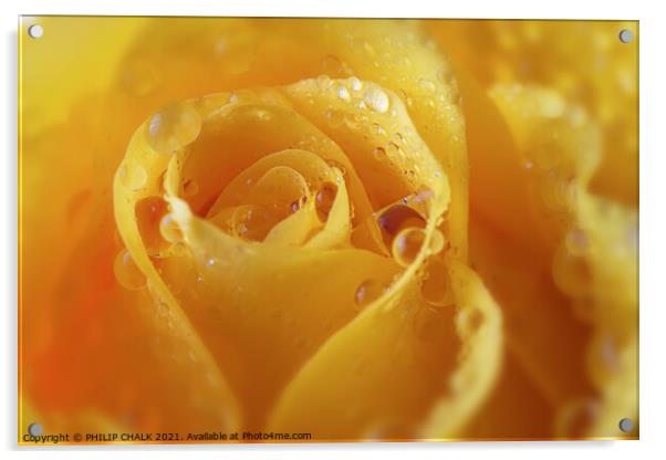 A close up of a yellow rose with water droplets 422  Acrylic by PHILIP CHALK