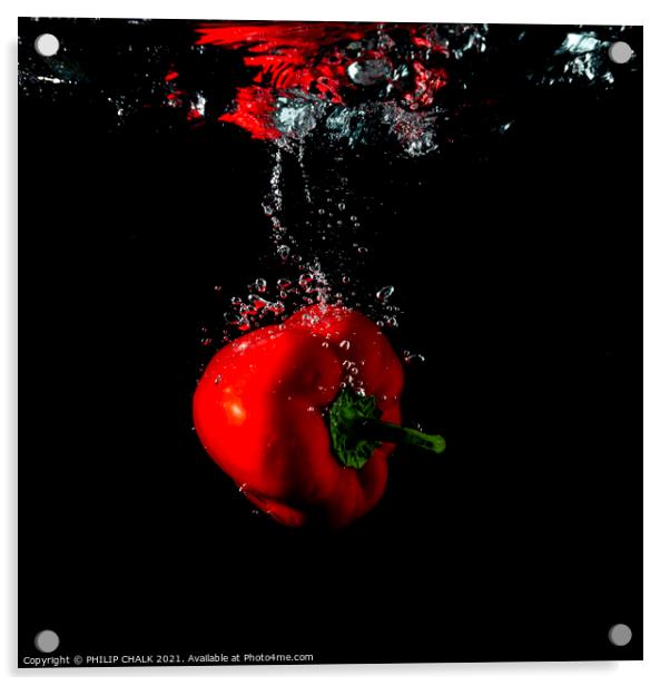 red pepper splash with black background still life 441 Acrylic by PHILIP CHALK