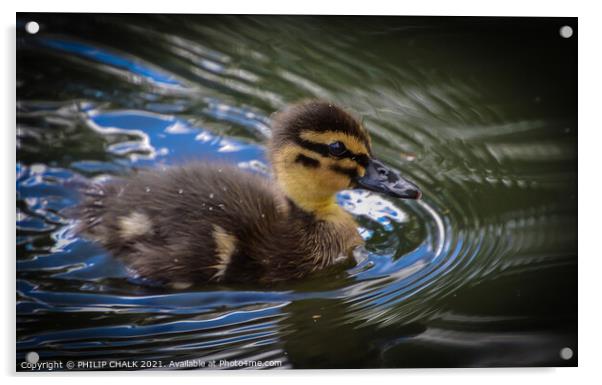 Duck swimming in water duckling  Acrylic by PHILIP CHALK