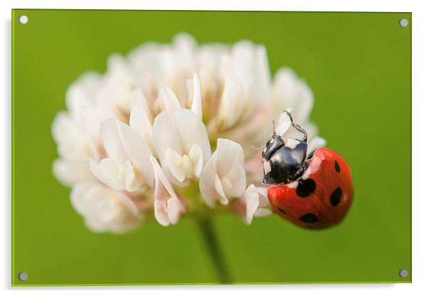Ladybird on Clover Acrylic by Jeni Harney