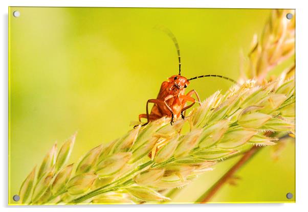 Peepo - a Red Soldier Beetle Acrylic by Jeni Harney