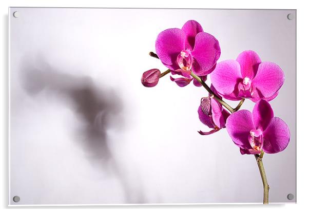Orchid's Shadow Acrylic by Jeni Harney
