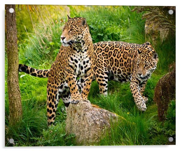 Jaguars Acrylic by Jeni Harney