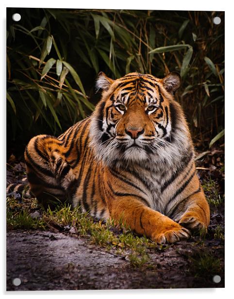 Sumatran Tiger Acrylic by Jeni Harney