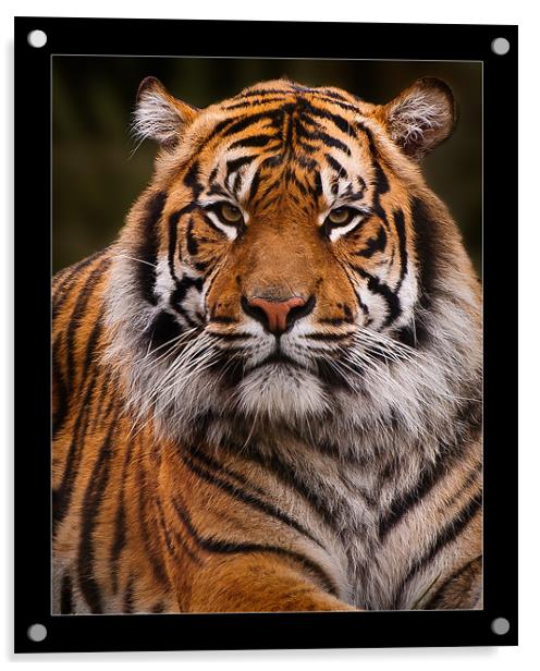 Sumatran Tiger Portrait Acrylic by Jeni Harney
