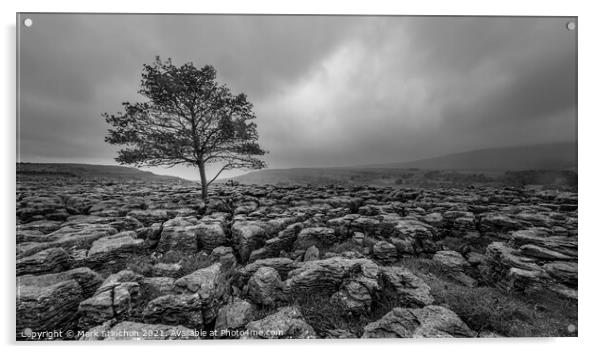 Lone Tree at Ingleton Rocks - Yorkshire Acrylic by Mark Stinchon