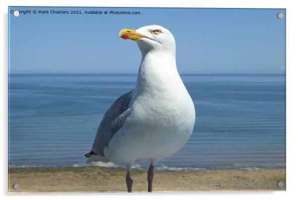 Majestic Herring Gull on the Shoreline Acrylic by Mark Chesters