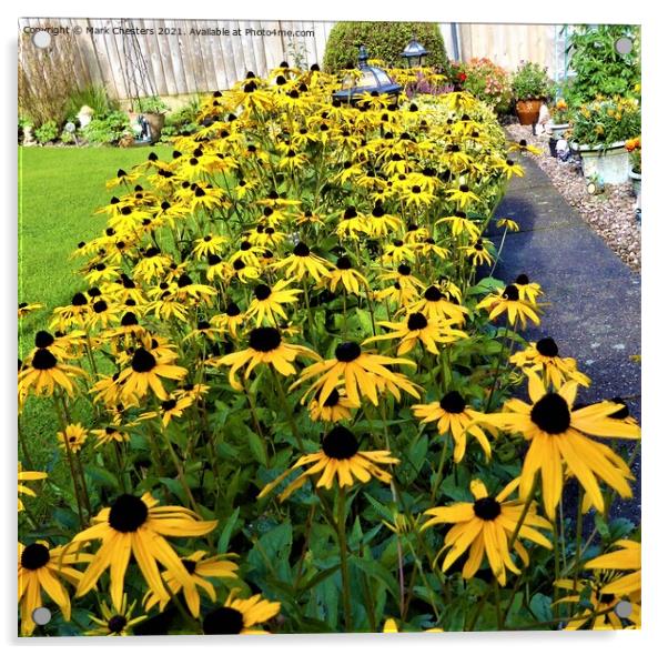 Vibrant BlackEyed Susan Bloom Acrylic by Mark Chesters