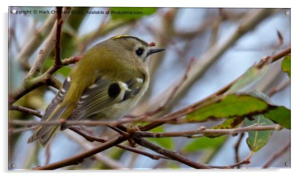 Goldcrest bird Acrylic by Mark Chesters