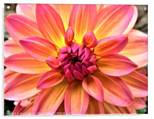 Radiant hues of Dahlia Acrylic by Mark Chesters