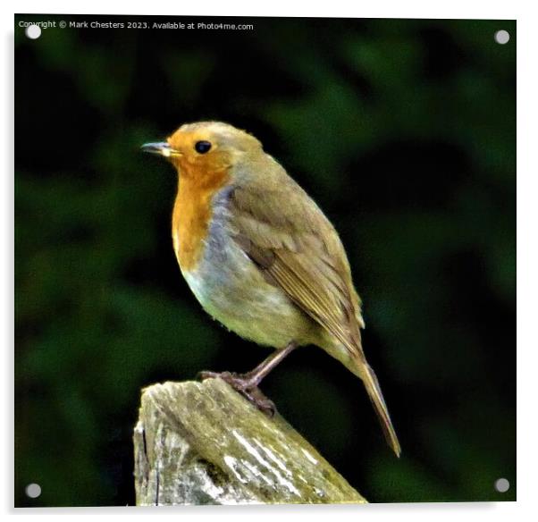 Cheerful Robin on a Wooden Post Acrylic by Mark Chesters