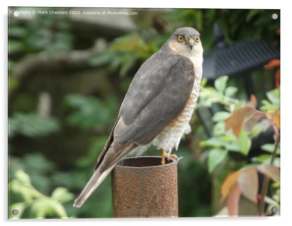 Sparrowhawk looking at me. Acrylic by Mark Chesters