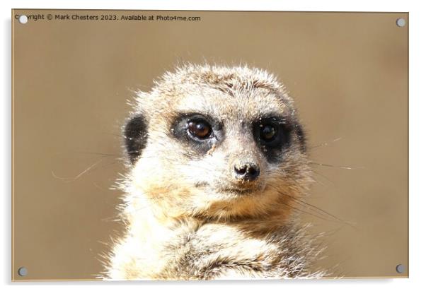 Meerkat face Acrylic by Mark Chesters