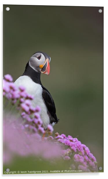Puffin in pink flowers Acrylic by kevin hazelgrove