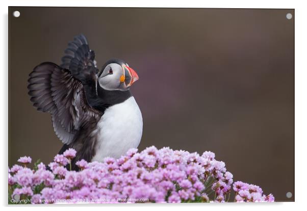 Puffin in sea pink Acrylic by kevin hazelgrove