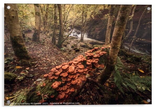 Autumnal Woodland   Acrylic by Anthony McGeever