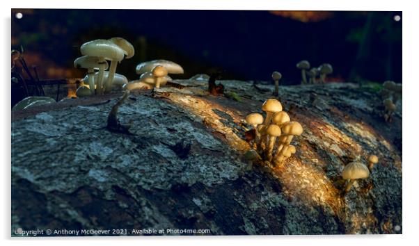 Sunlit Mushrooms Acrylic by Anthony McGeever