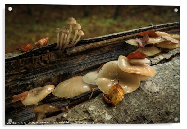 Autumn Mushrooms and fallen leaves  Acrylic by Anthony McGeever