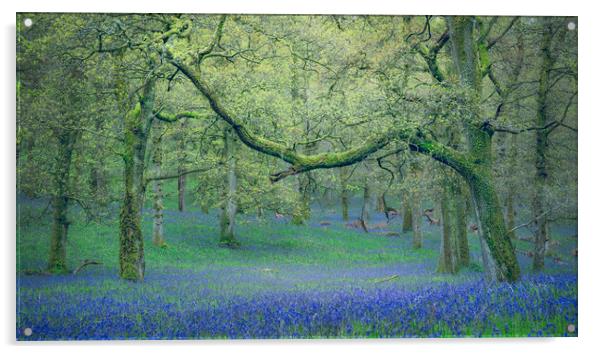 Ancient Bluebells  Acrylic by Anthony McGeever