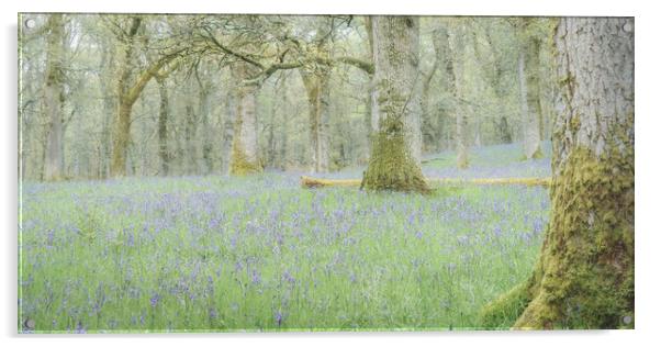 Bluebell Woods Acrylic by Anthony McGeever