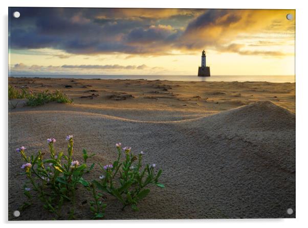 Sea Rocket at Rattray Lighthouse Acrylic by Anthony McGeever