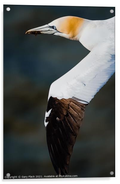 Gannet Bird in Flight at Bempton Cliff Acrylic by That Foto