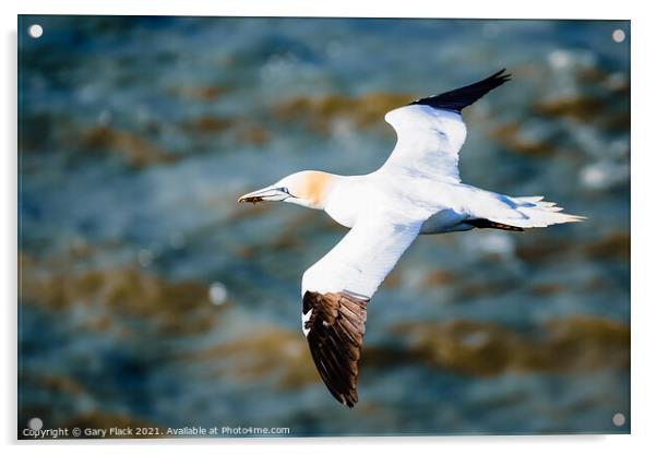 Northern Gannet bird gliding over the coast  Acrylic by That Foto