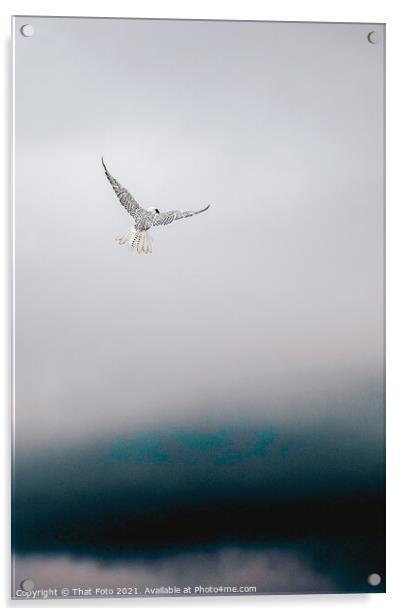 Gryfalcon in the misty sky Acrylic by That Foto