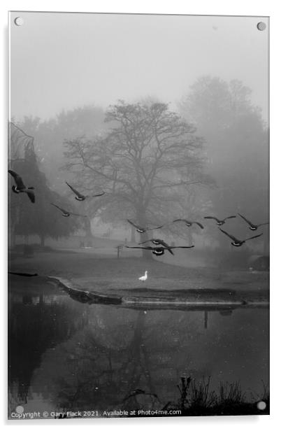 Autumn Foggy Canadian Geese landing at Sandall Park Doncaster Acrylic by That Foto