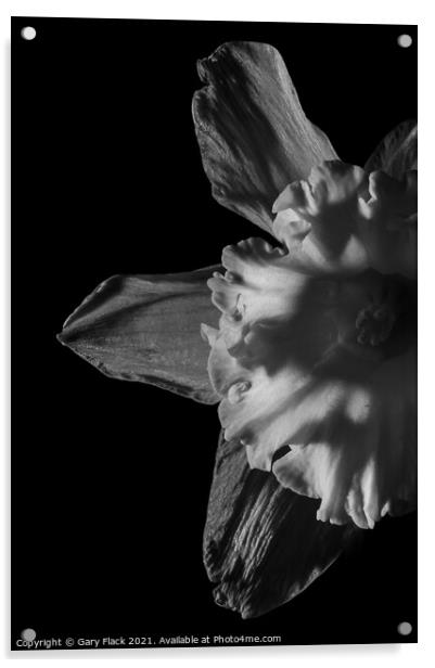 Daffodil Trumpet in Monochrome Acrylic by That Foto