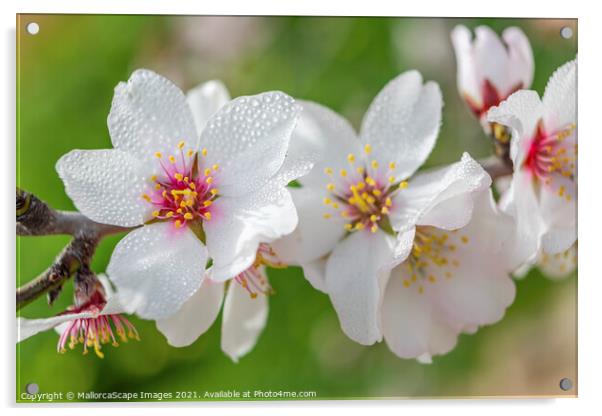 beautiful almond blossoms Acrylic by MallorcaScape Images