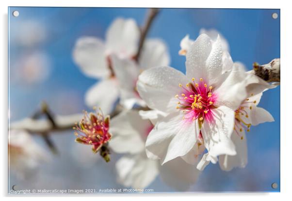 beautiful almond blossoms Acrylic by MallorcaScape Images
