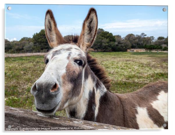 curious spotted donkey on a pasture in Majorca Acrylic by MallorcaScape Images