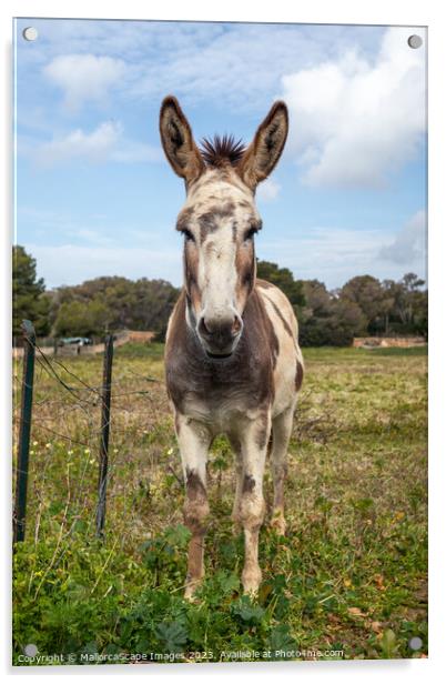 spotted donkey on a pasture in Majorca Acrylic by MallorcaScape Images