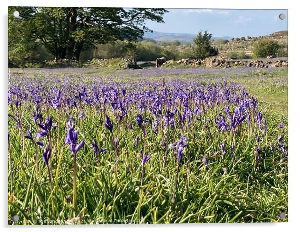 Dartmoor Bluebells Acrylic by Phil Vandenhove