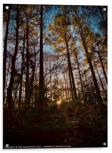 Devon Haldon’s forest light Acrylic by Phil Vandenhove