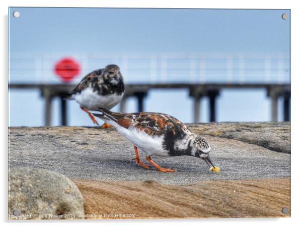 Turnstone Acrylic by Sue Walker