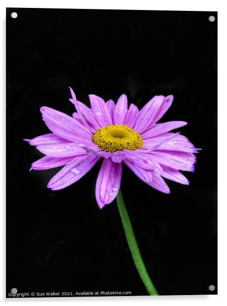 Pink / purple flower Acrylic by Sue Walker