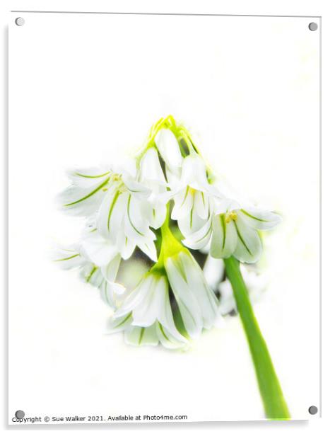 Pretty white flower Acrylic by Sue Walker