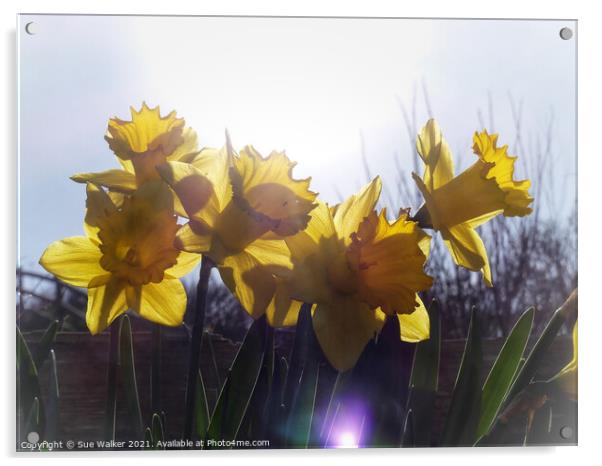 Daffodils Acrylic by Sue Walker