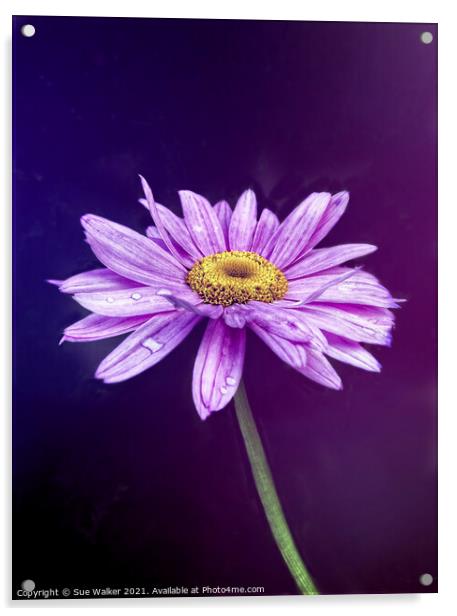 Purple flower Acrylic by Sue Walker