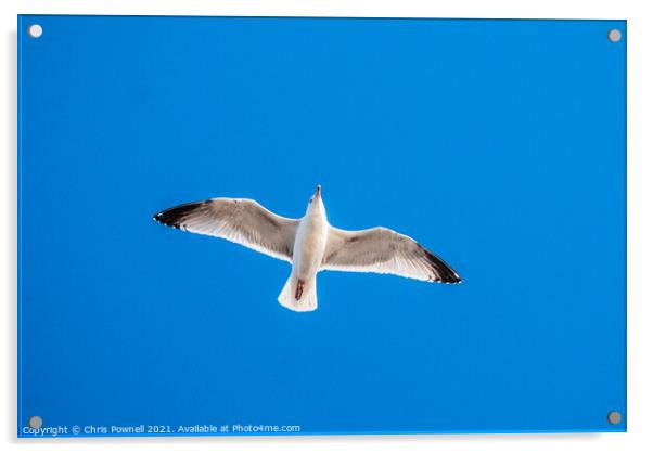 Seagull in flight Acrylic by Chris Pownell