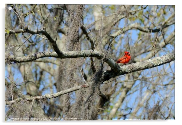 Cardinal in Early Spring Acrylic by Beth Rodney