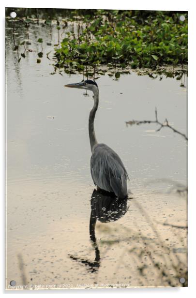 Great Blue Heron Reflection Acrylic by Beth Rodney