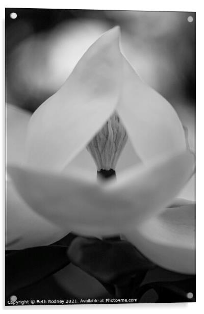 Magnolia heart Acrylic by Beth Rodney