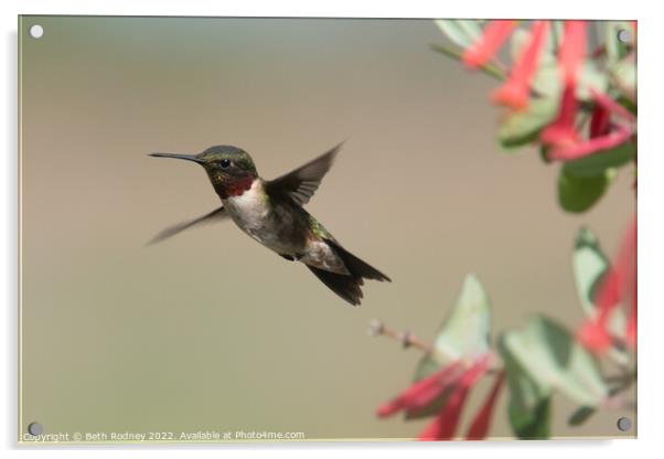 Ruby throated hummingbird Acrylic by Beth Rodney