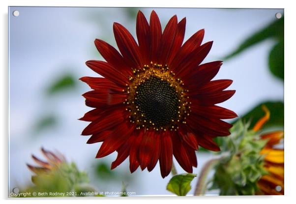 Red sunflower Acrylic by Beth Rodney