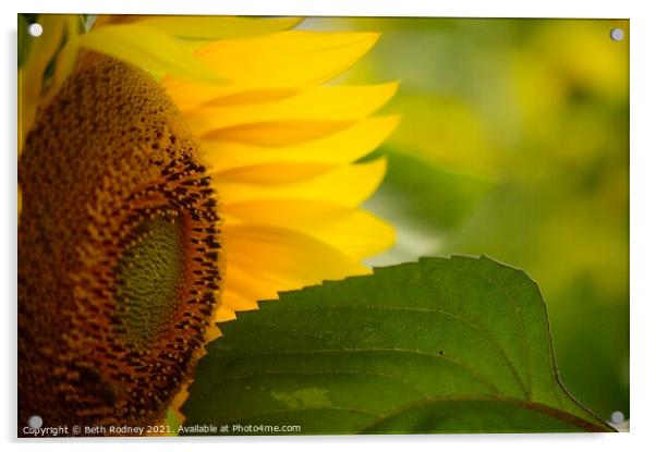 Sunflower close-up Acrylic by Beth Rodney