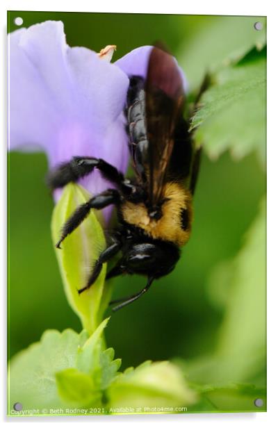 Carpenter Bee close-up Acrylic by Beth Rodney